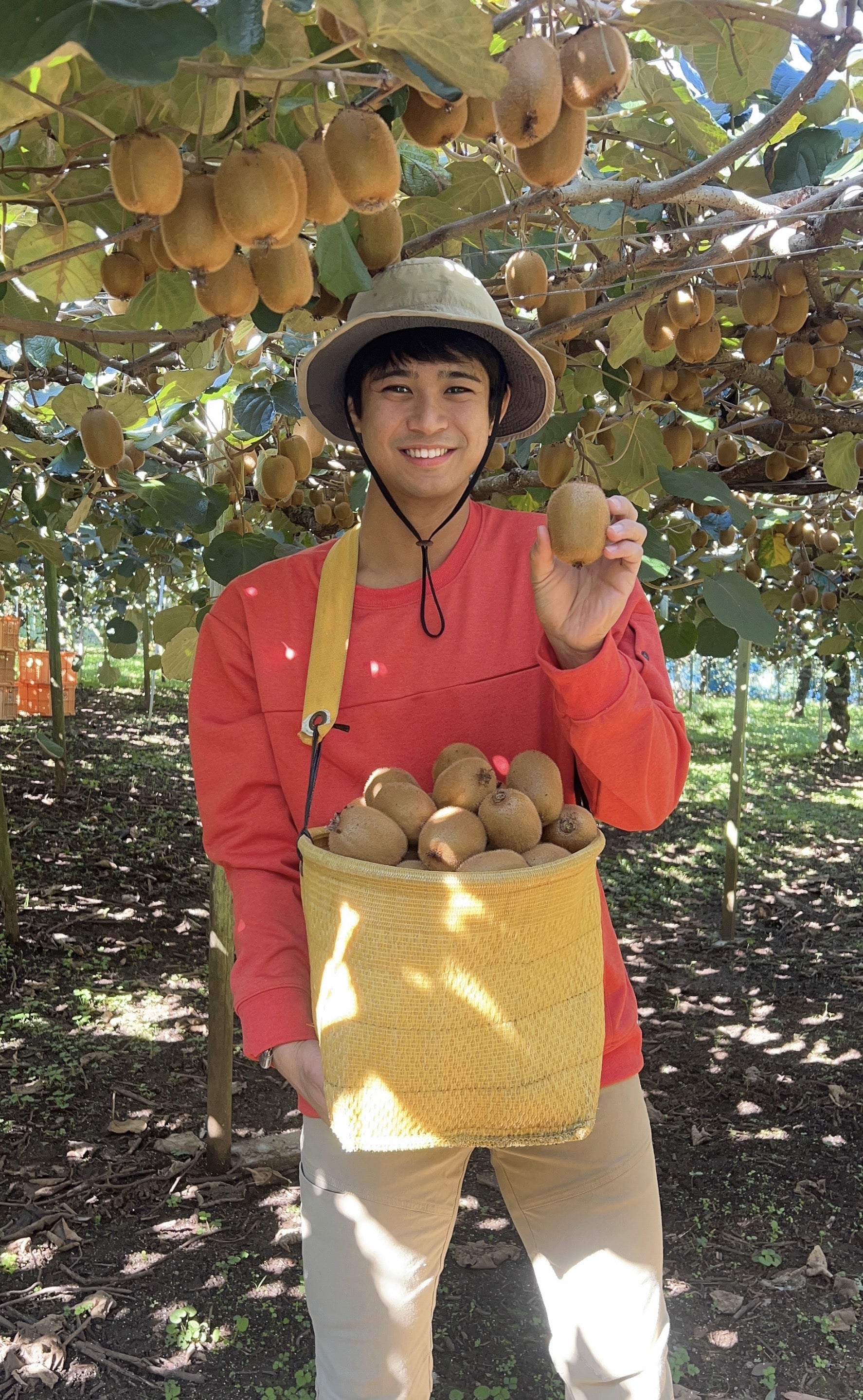 熊本県産キウイフルーツ3種詰め合わせセット 1.8kg 国産キウイを豪華食べ比べ!「グレープガーデン益城」《予約販売11月上旬より順次発送》 宅配