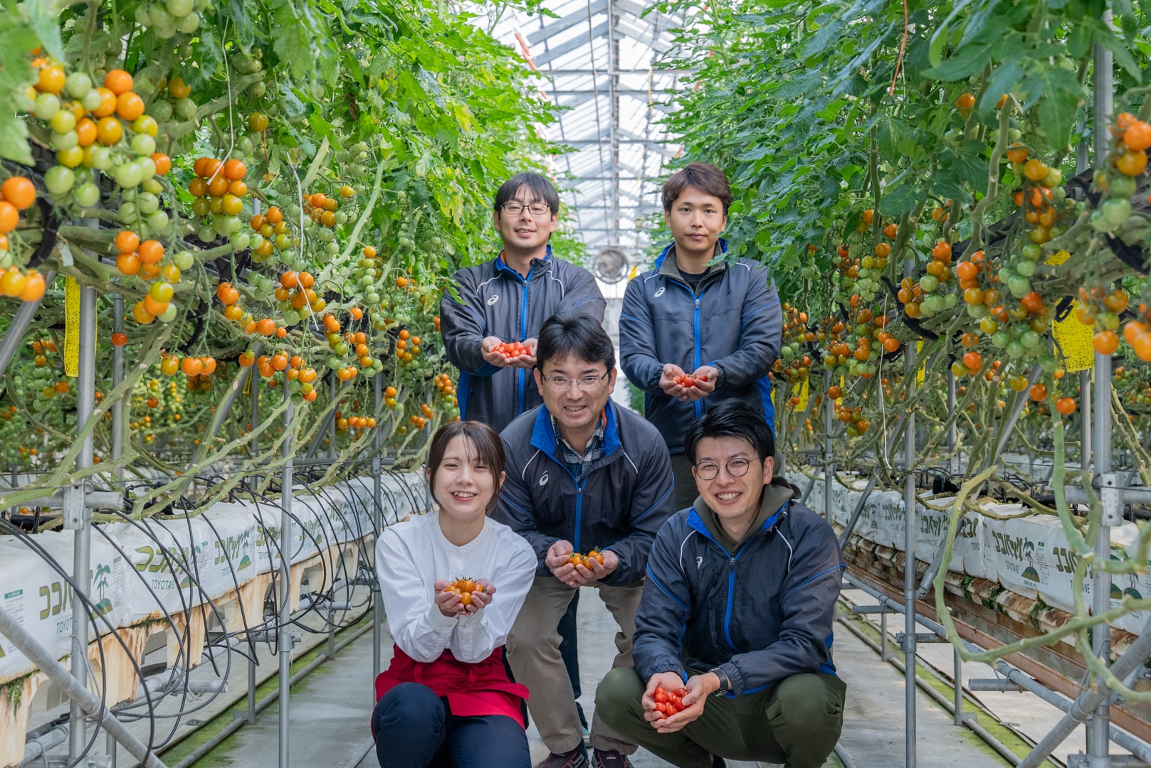 〔アーティフル紫色ミニトマト1㎏〕ミニトマト生産量日本一の熊本県産〔お料理の彩りに〕「アーティフル」 宅配