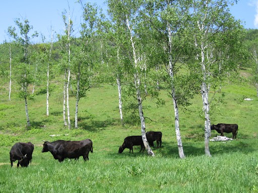 シンガポール便ご搭乗者さま限定！JAL和牛お土産サービス　飛騨牛A5（ロース）　ステーキ5kg（250g×20） 5kg（250g×20）