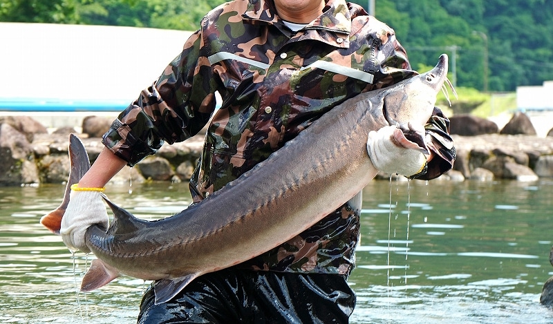 新見キャビアバター2個入り【白蝶貝スプーン付き】「蝶鮫屋」 宅配
