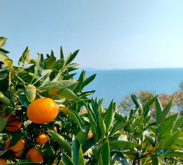 みかんと海