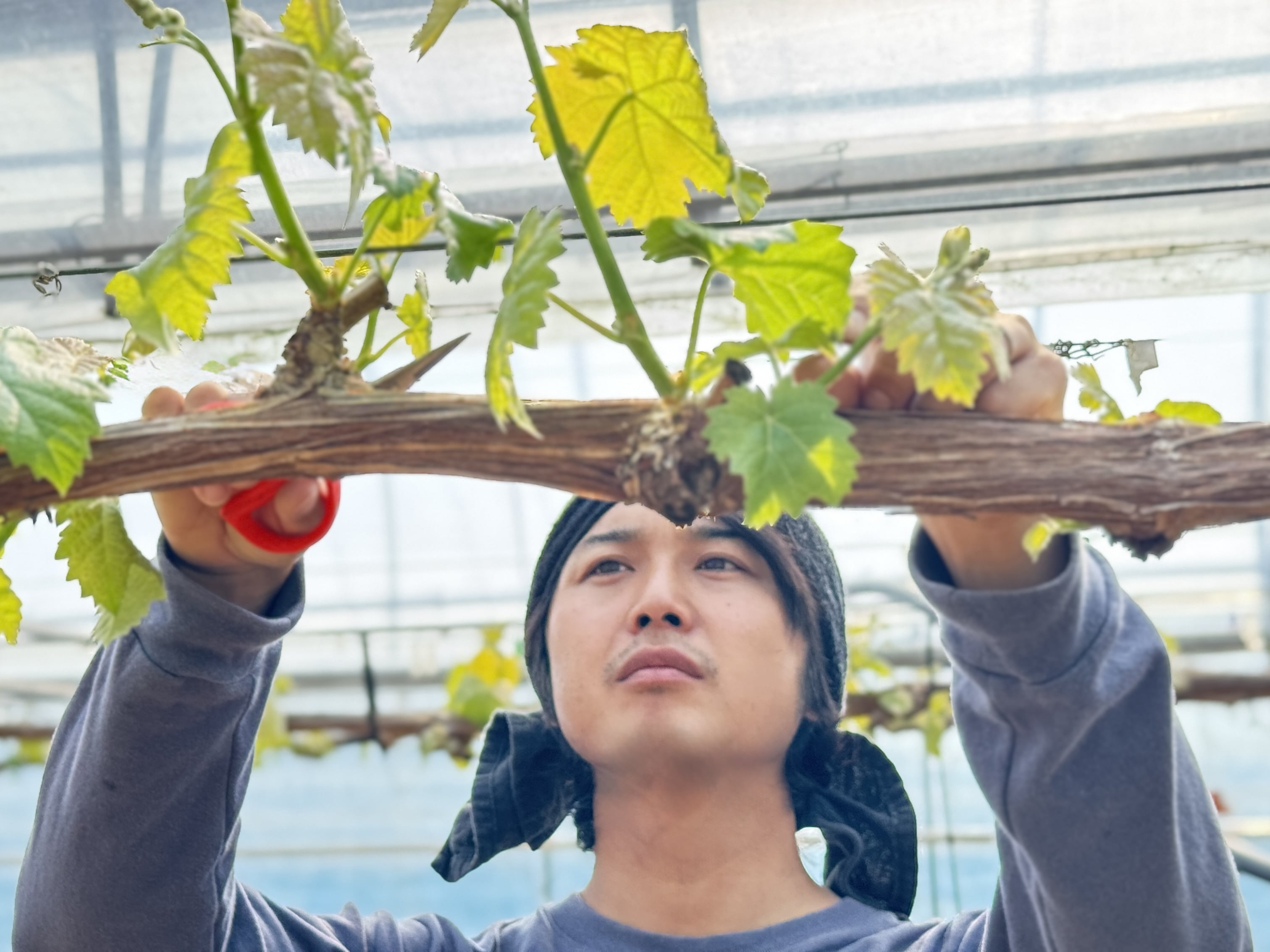 シャインマスカット＆希少葡萄含むお任せ２品種 各約400g 3房合計約1.2kg「Nini farm」（８月25日～9月20日）ギフト&熨斗対応可 宅配 各400g～500g　３房合計1.2kg以上
