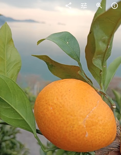 尾道産旬の柑橘セット10㎏！柑橘の香りさわやか！「尾道しまなみファーム合同会社」 宅配 100㎝