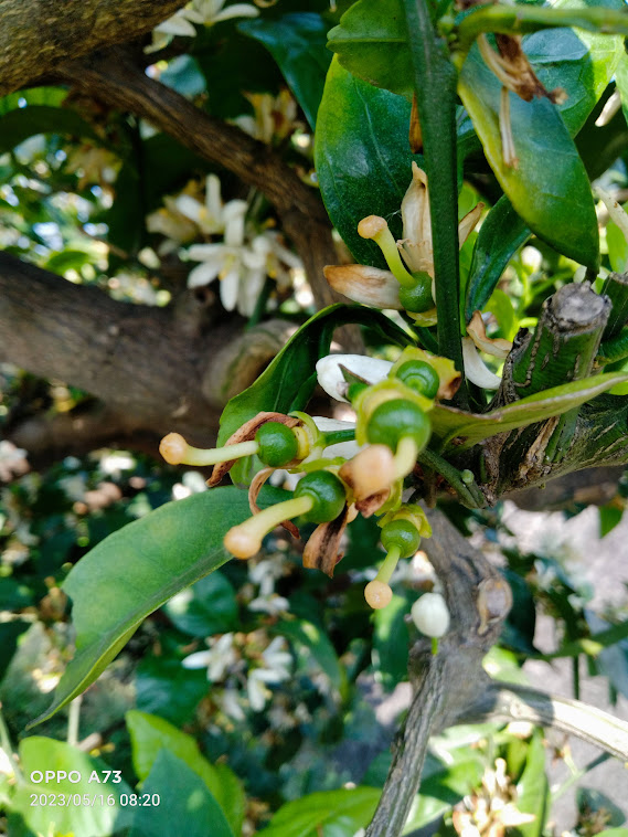 尾道産旬の柑橘セット3㎏！柑橘の香りさわやか！「尾道しまなみファーム合同会社」 宅配 80㎝