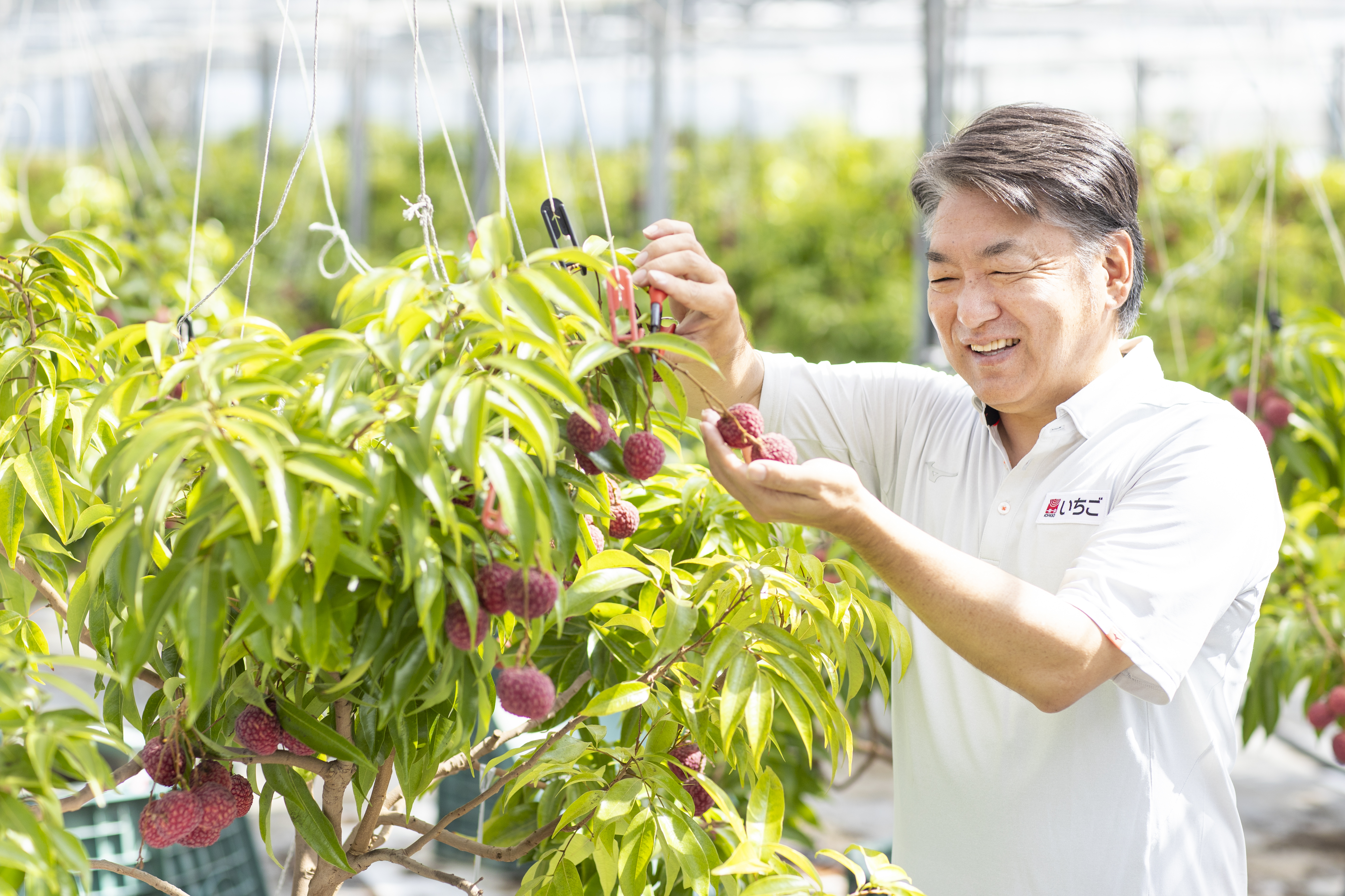 〔芳醇な香り、みずみずしい食感、濃厚な甘味〕 宮崎県産 樹上完熟生ライチ 「meguri LYCHEE」 （1玉40g以上）厳選9玉入り〔有機肥料で栽培〕 7月中旬より順次発送！ 宅配 (1玉40g以上) 厳選9玉入り