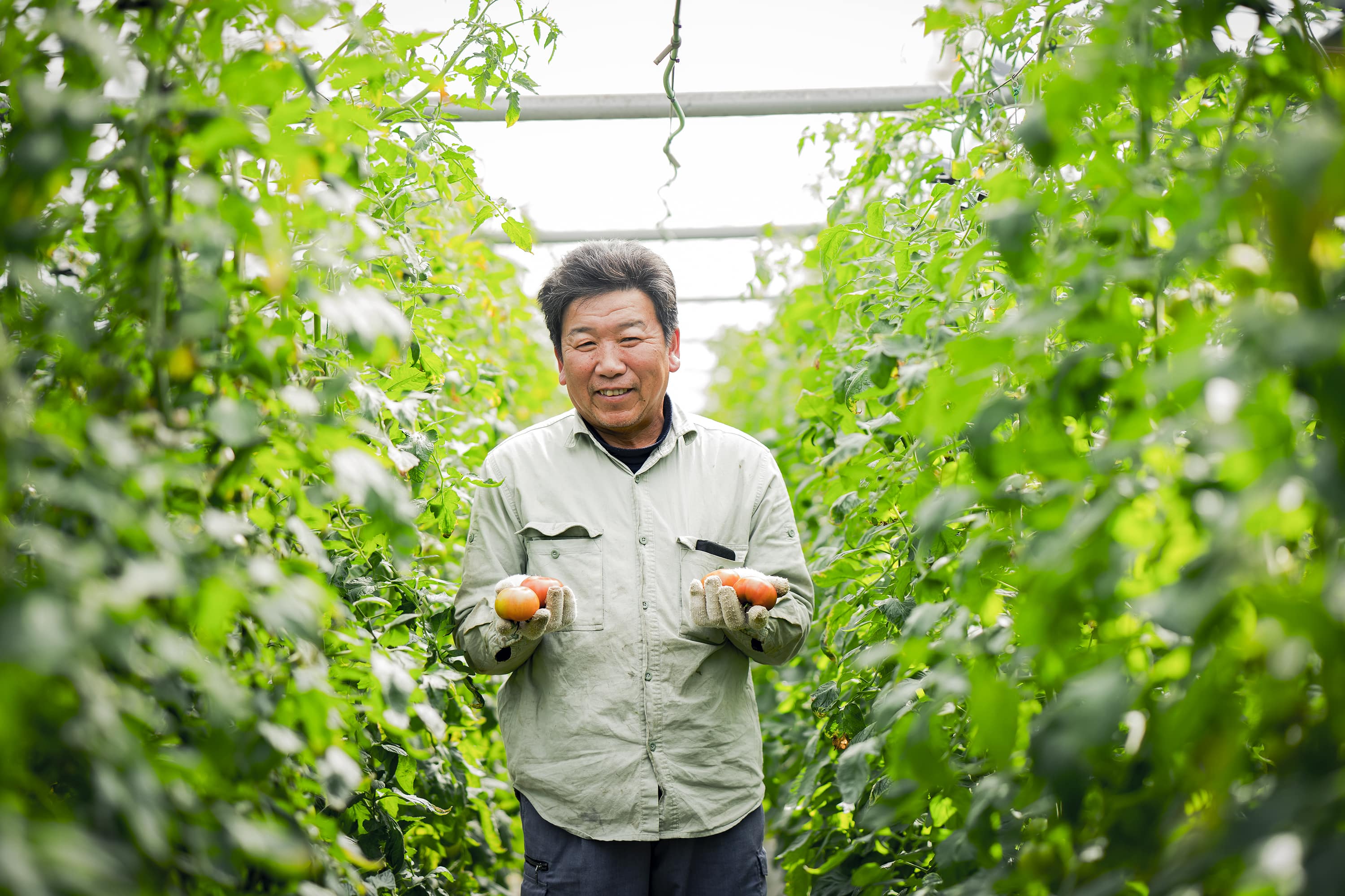 桃太郎トマトジュース〔円熟〕（270ml×3本）桃太郎トマトそのままの味わい！「有限会社蘇鉄園芸」 宅配