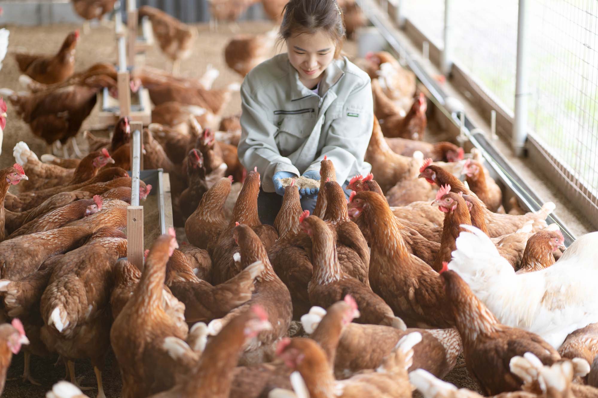 農場直送　平飼い有精卵（香草卵×琥珀はちみつ卵詰め合わせ〔26個入〕）      +醤油2本セット　「和みの杜」 宅配 70