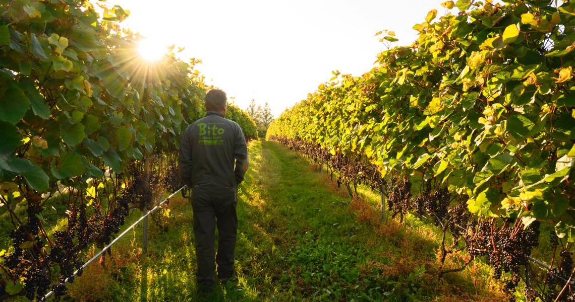 豊穣の大地、北海道十勝・芽室町で育まれるワイン