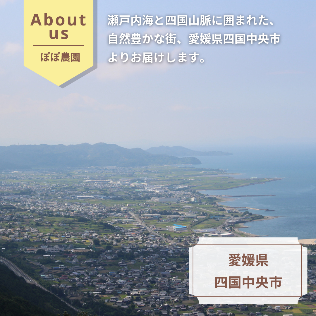 【予約販売】<10月下旬以降順次発送>3Lサイズ約6個(約0.8Kg)レインボーレッドキウイ 産地直送! 〔追熟なし〕「ぽぽ農園」 宅配 3L
