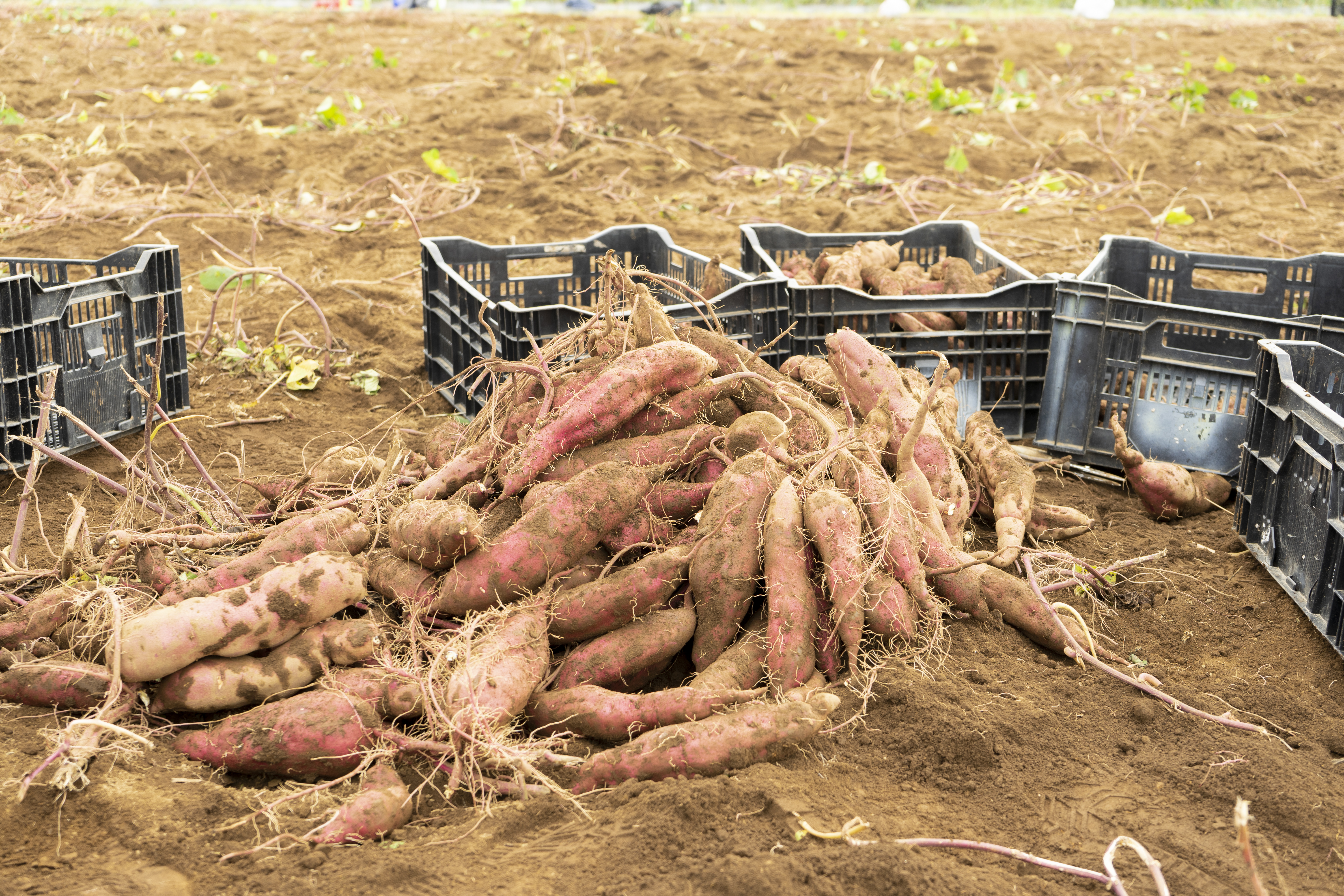 本格芋焼酎「鶴空 ギフトボックスセット」アルコール25度×1本、アルコール30度×1本入り 720ml×2【芋焼酎】「JAL Agriport」送料込み 宅配