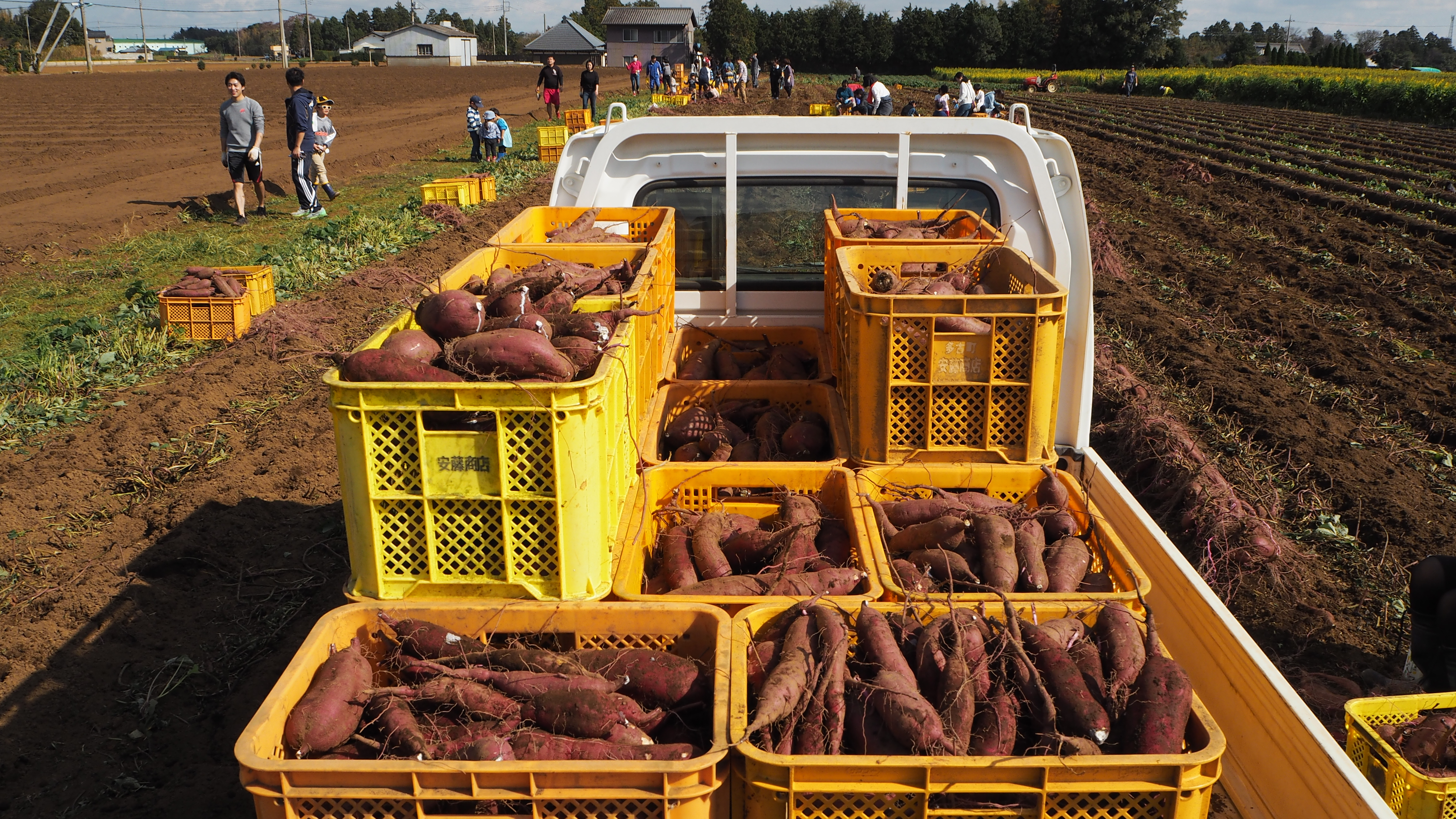 本格芋焼酎「鶴空 飲みくらべ3本セット」アルコール25度×1本、アルコール30度×1本、アルコール35度×1本 180ml×3【芋焼酎】「JAL Agriport」送料込み 宅配