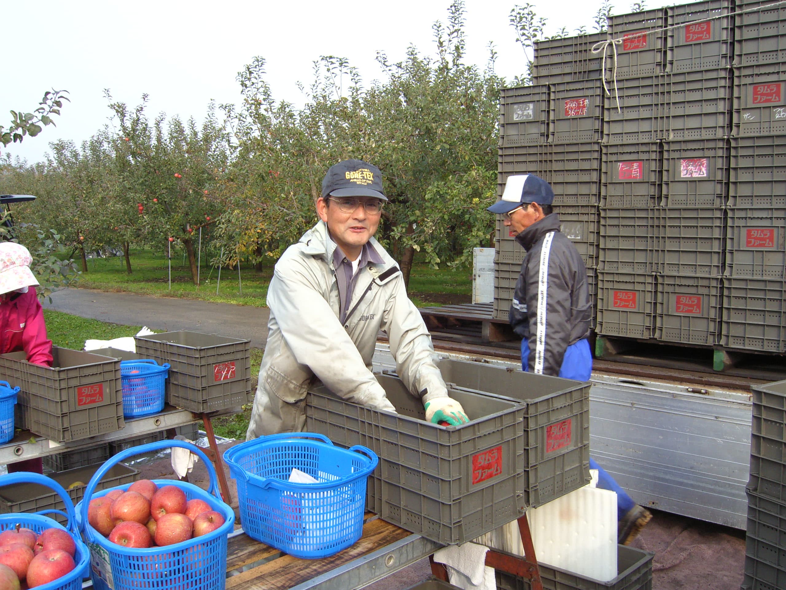 果肉入り青森アップルワインケーキ８個入Cube de Pomme〔タムラファーム株式会社〕 宅配 8個