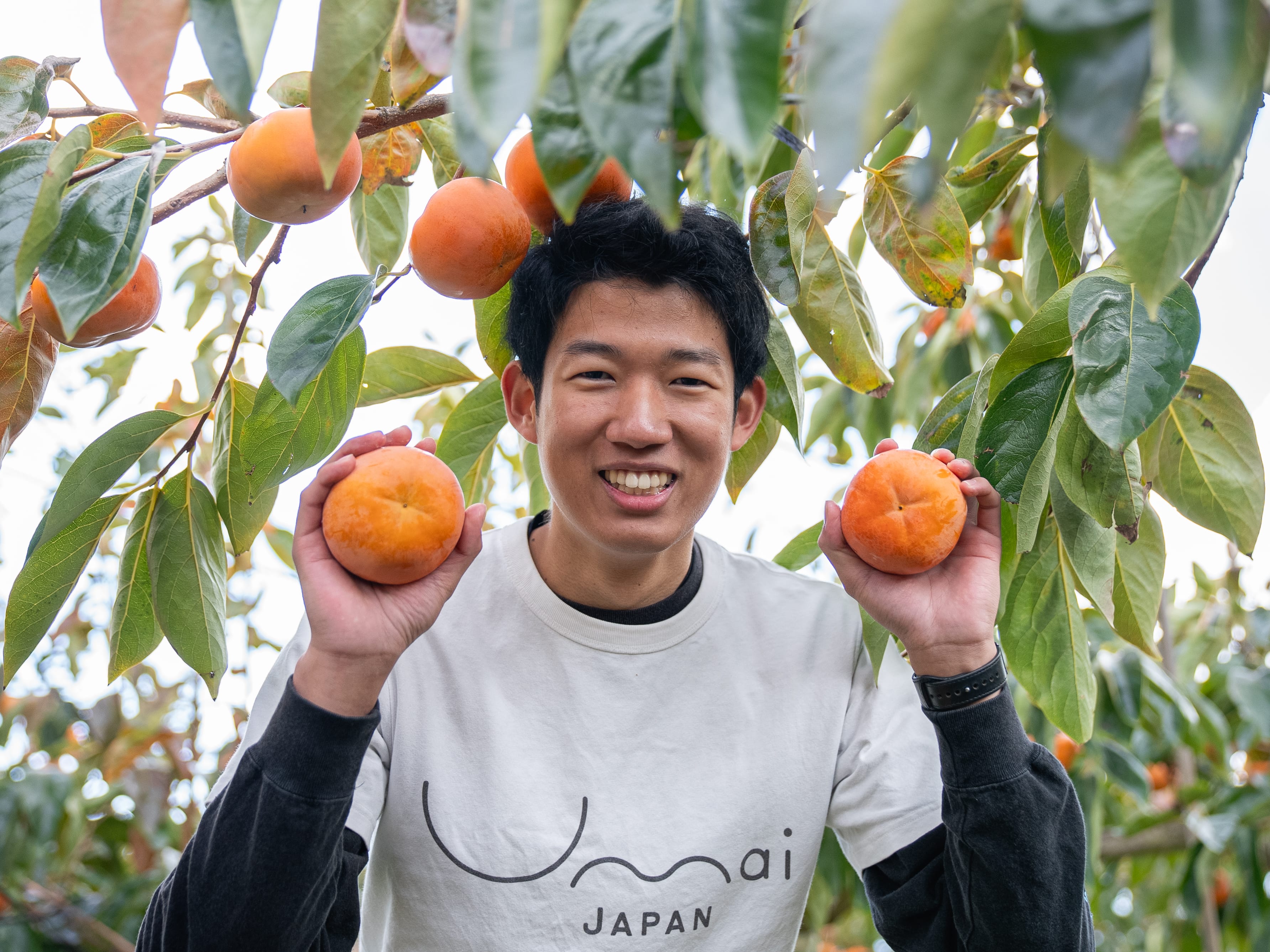 予約商品 11月上旬より順次配送　Umai 柿 富有「Umai Japan株式会社」 宅配 80