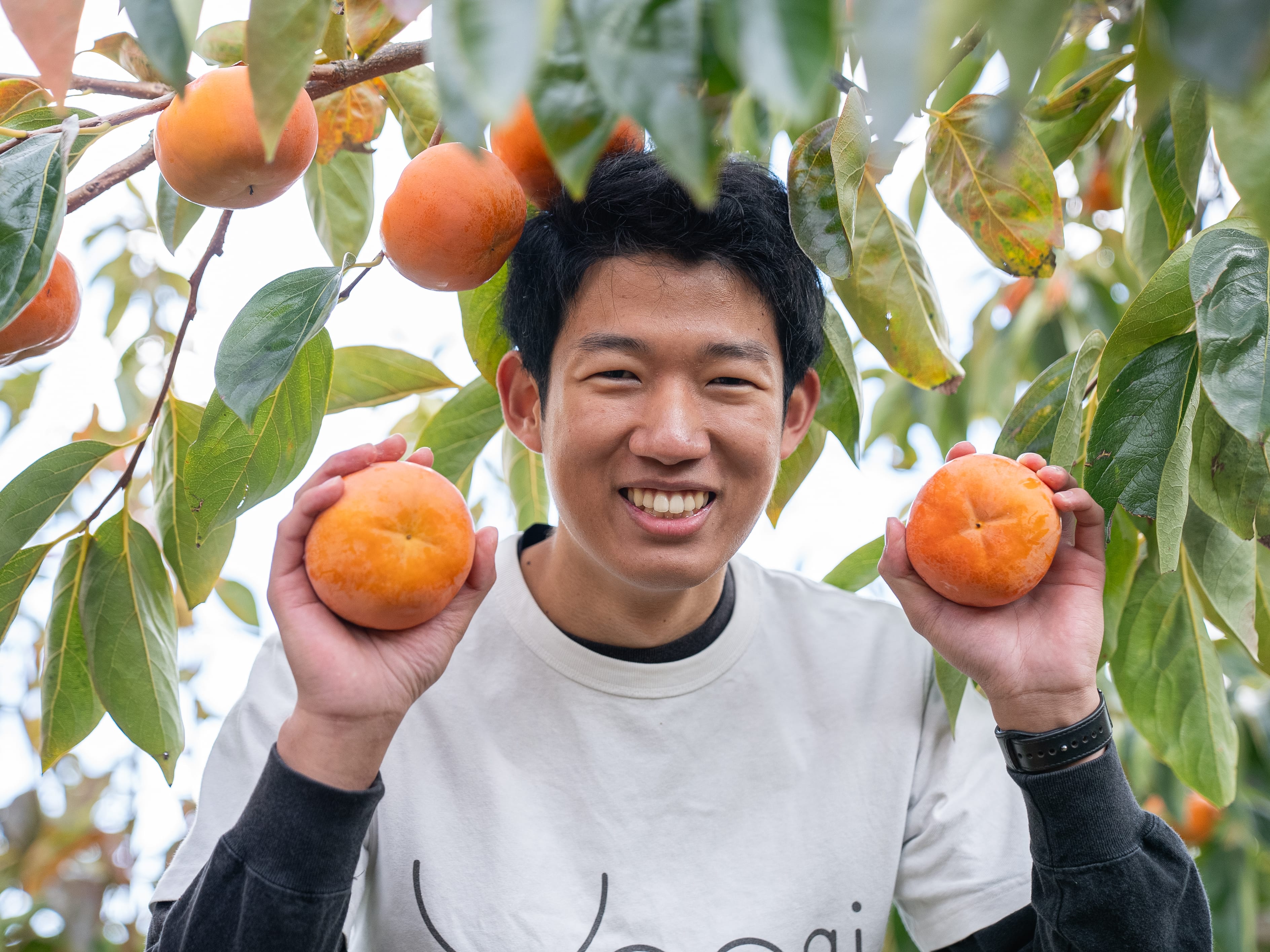 予約商品 11月上旬より順次配送　Umai 柿 富有 Premium 6玉入「Umai Japan株式会社」 宅配 80