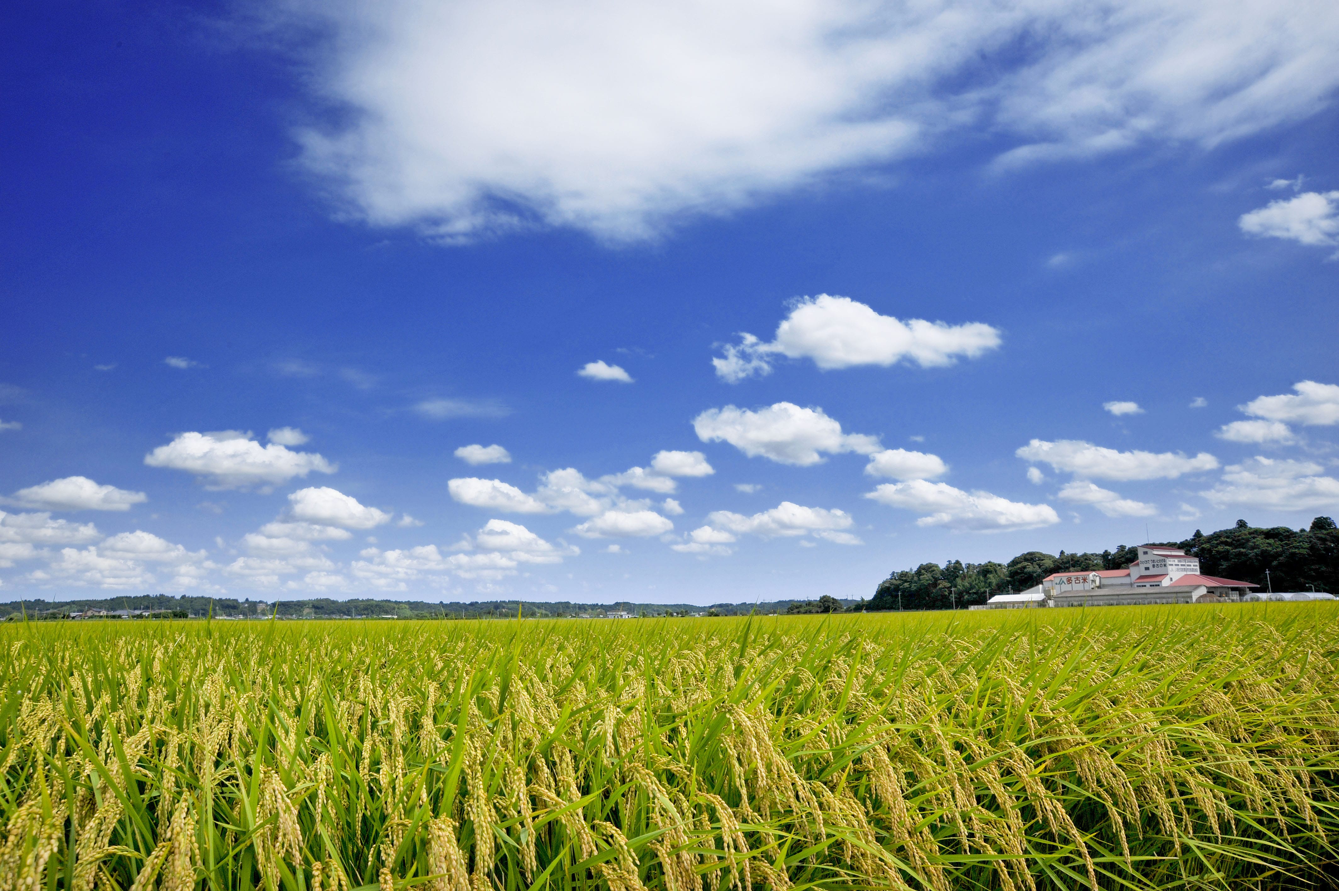 【羽田・成田発】JALお土産サービス「多古米」JAL国際線ご搭乗者様限定！ 宅配 3kg