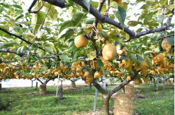 ～ 贅沢二十世紀ジュース720ml　贅沢ジュース720ml2本セット　鳥取県産の二十世紀梨と王秋梨を丸ごと絞った贅沢なジュース＊送料無料「有限会社サンパック」 宅配