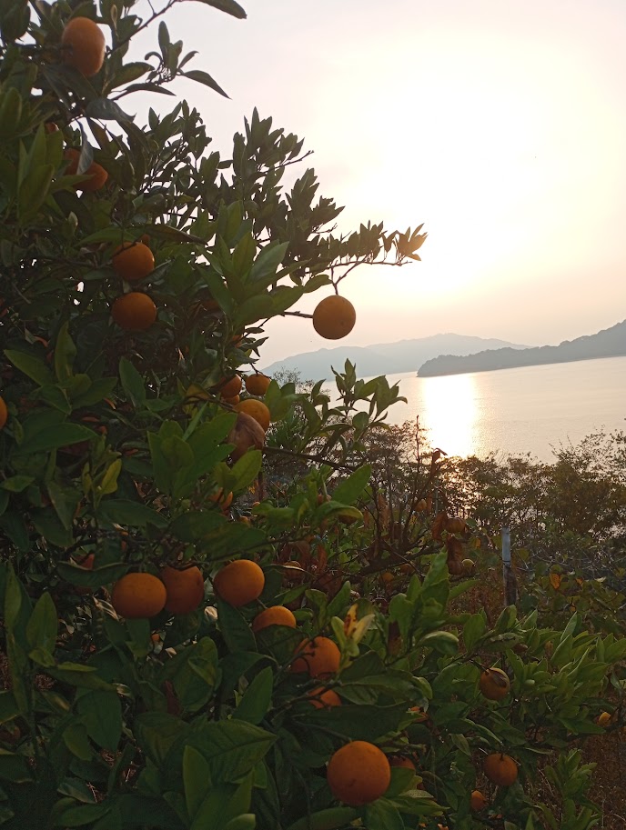 尾道産旬の柑橘セット5㎏！柑橘の香りさわやか！～２月中旬より順次発送～「尾道しまなみファーム合同会社」 宅配 80㎝