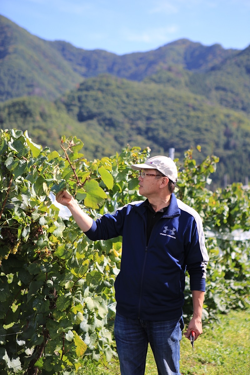 JAL限定セット！ドラゴン赤ワイン2本セット「楠わいなりー」 宅配