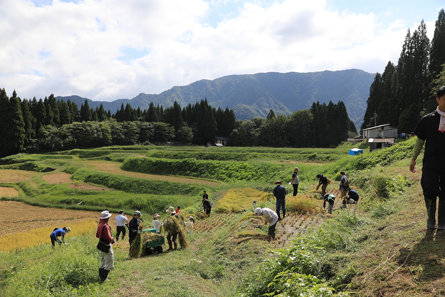 森に包まれるような優しい香り。癒しの時間をお届けします。｜森のハーブティー｜飲むだけで森林浴気分定番の森林浴茶5種類セット｜森林浴茶1包入りティーバッグ1×５種類（2g×5個）｜ANMEI/森林浴茶[株式会社農協観光] 宅配