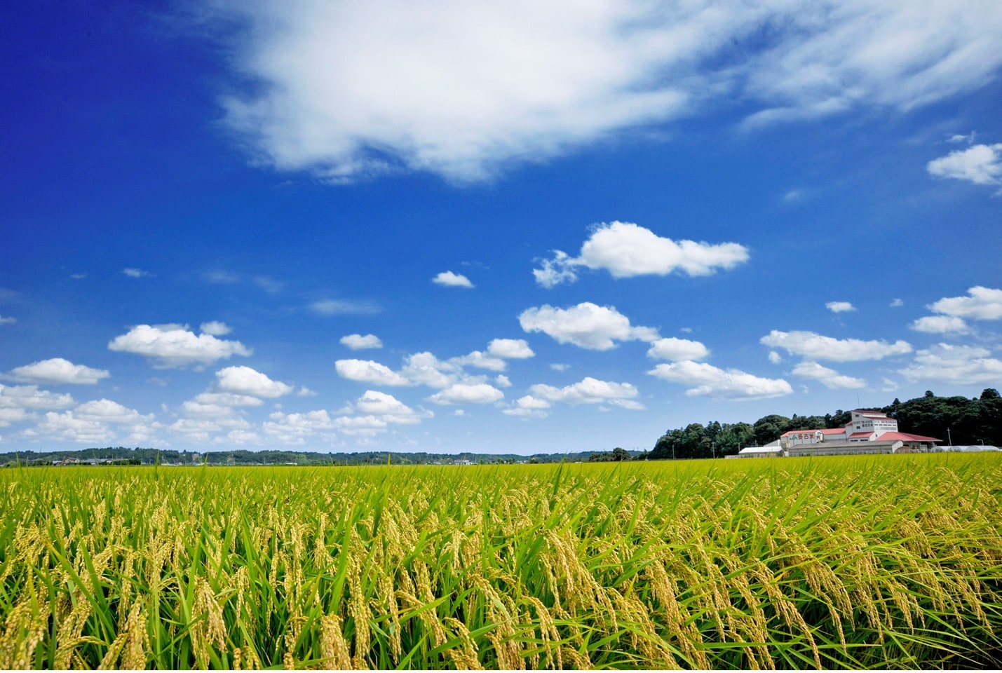 【羽田・成田発】JALお土産サービス「多古米」(千葉県)JAL国際線対象便ご搭乗者様限定! 宅配 9kg
