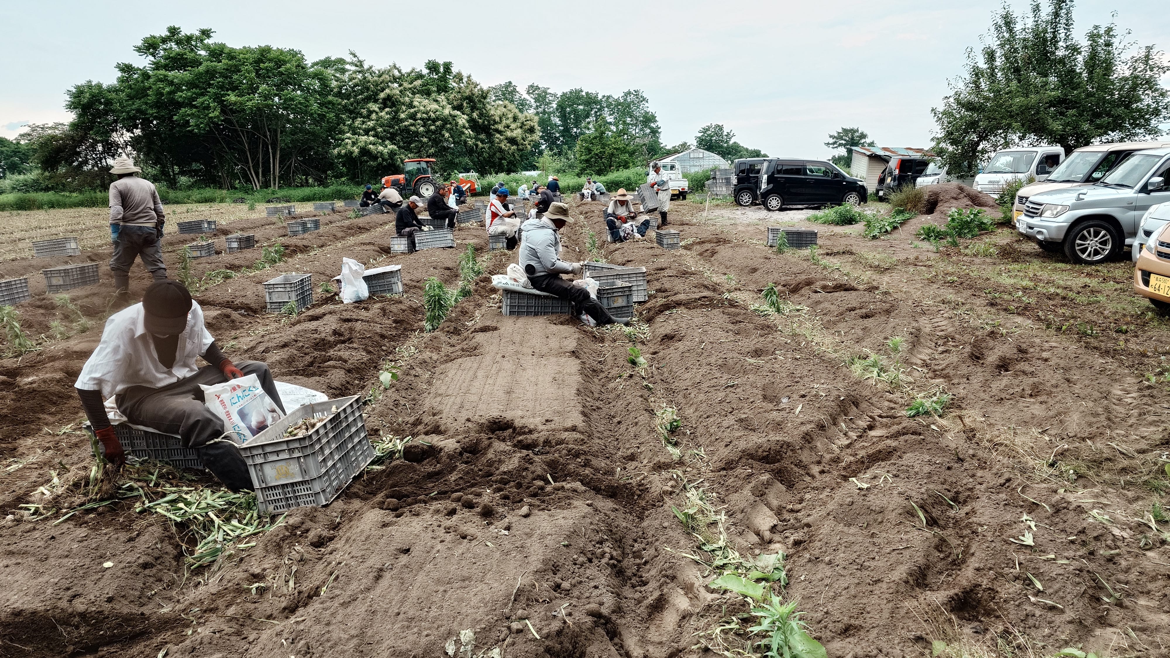 生ニンニク【小玉】1kg【ホワイト６片】　青森県津軽産［嶽きみ屋弘前直売所］ 宅配 60
