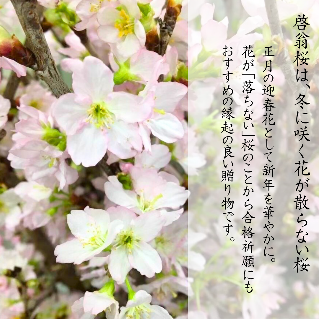 〔100cm 5本〕 迎春花 ー啓翁桜ー 正月に咲く桜「みちのくギフト」[株式会社VRIHCe] 宅配
