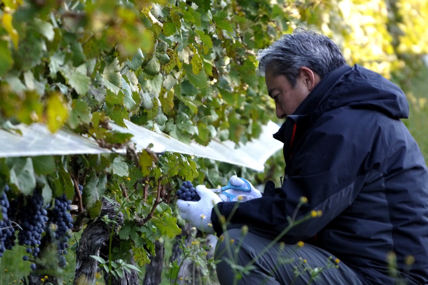 【黒葡萄から造る白ワイン】ルミエールスパークリング ブラン・ド・ノワール 2020 ギフト箱入 ［山梨 ルミエールワイナリー］ 宅配 750ml