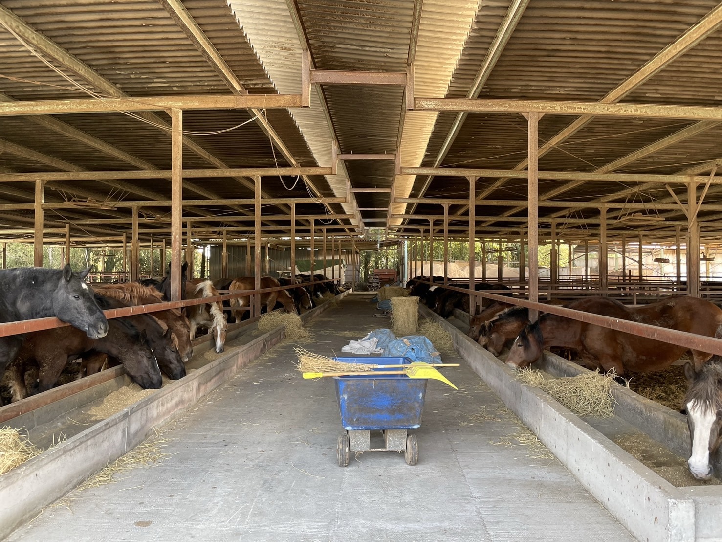 国産馬刺し！！赤身200g+醤油48ml 馬肉 桜肉 さくらにく 熊本自家牧場産！ 「肉のたかむく」 産直 産地直送 肉 宅配 60