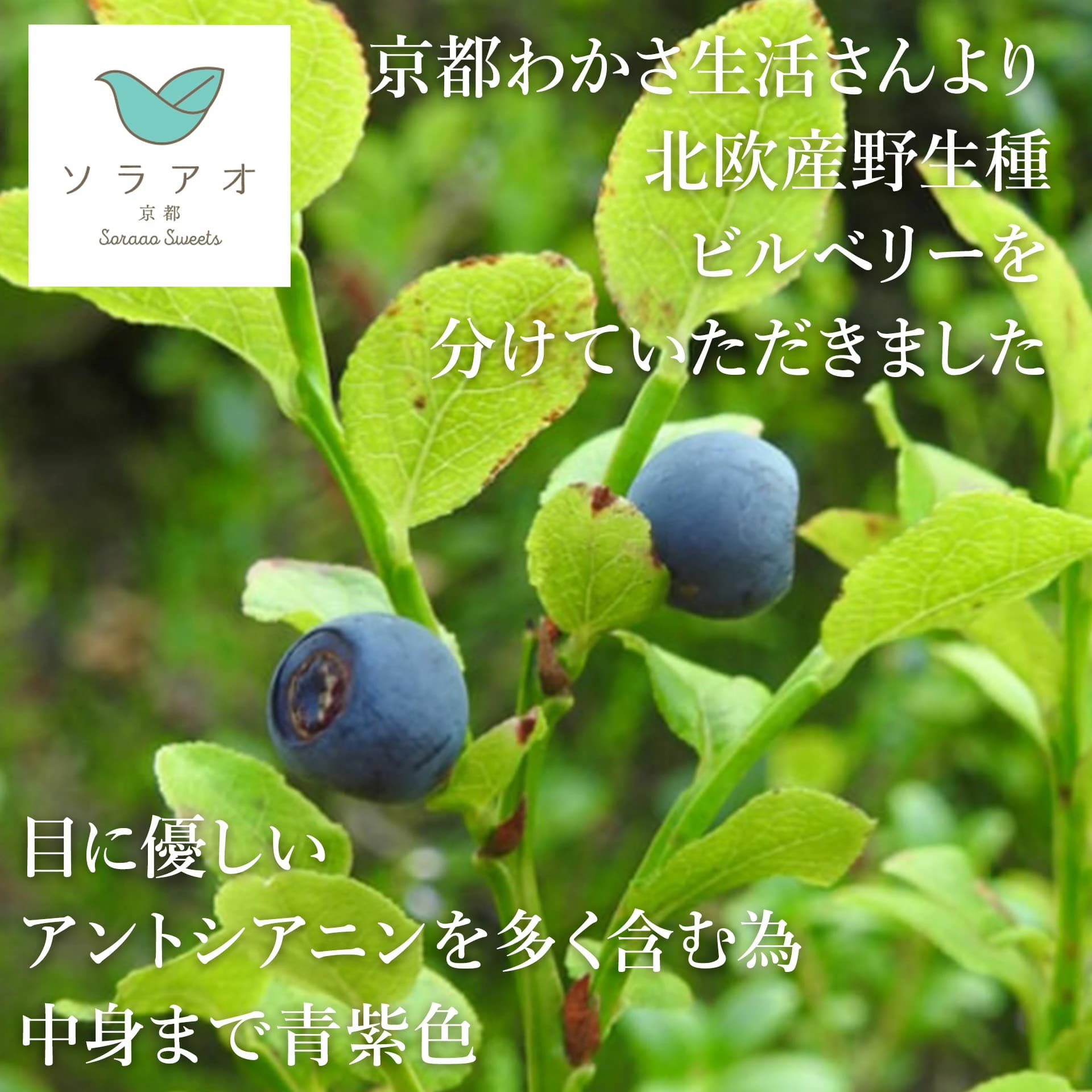 ソラアオ　京都わかさ生活ブルーベリーチーズケーキ［株式会社ソラアオ］ 宅配 12cm