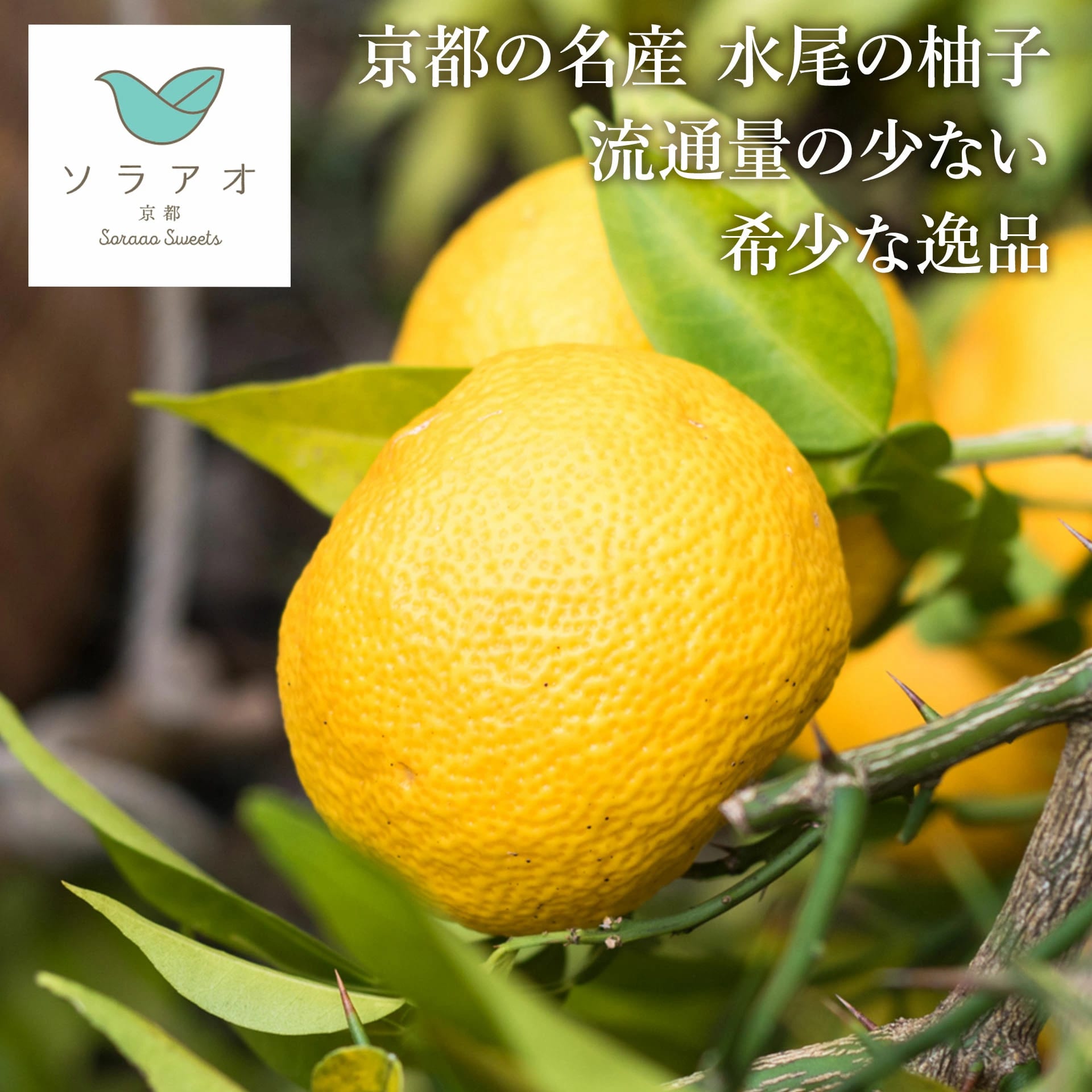 ソラアオ　京都水尾柚子チーズケーキ［株式会社ソラアオ］ 宅配 12cm