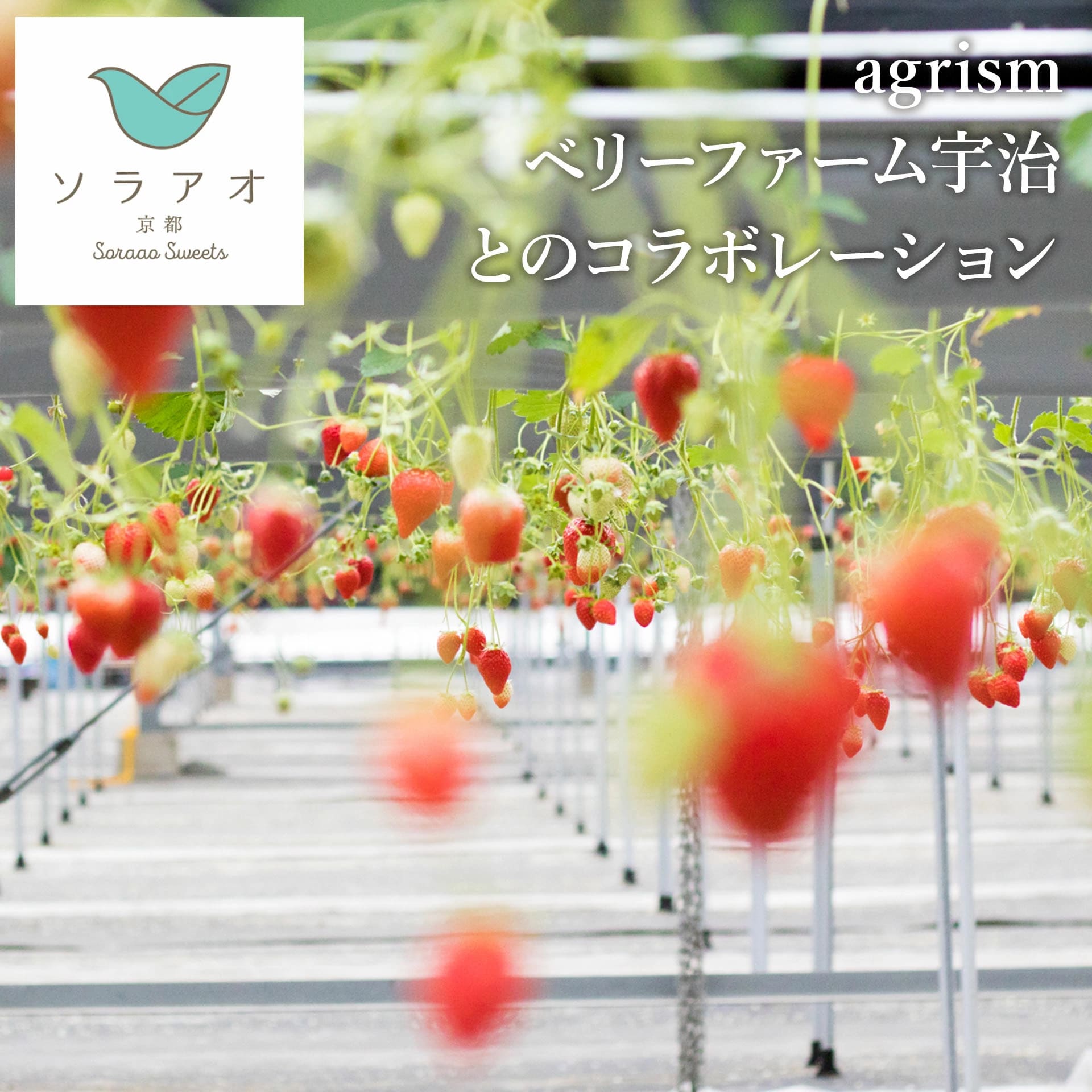 ソラアオ　京都宇治いちごチーズケーキ［株式会社ソラアオ］ 宅配 12cm