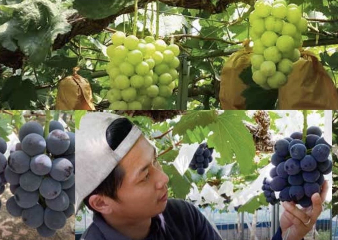 岡山県産ニューピオーネ宝石箱36粒入り送料無料[悠建商事株式会社] 宅配