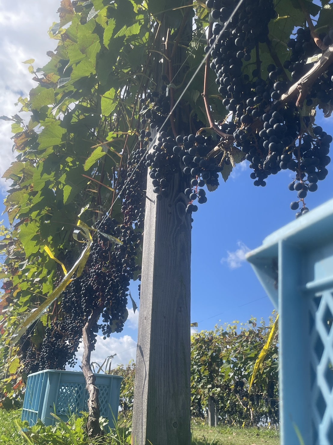 【初醸造記念ボトル】ル・ロワ・デ・グラス（ラッピングあり）[株式会社八洋] 宅配