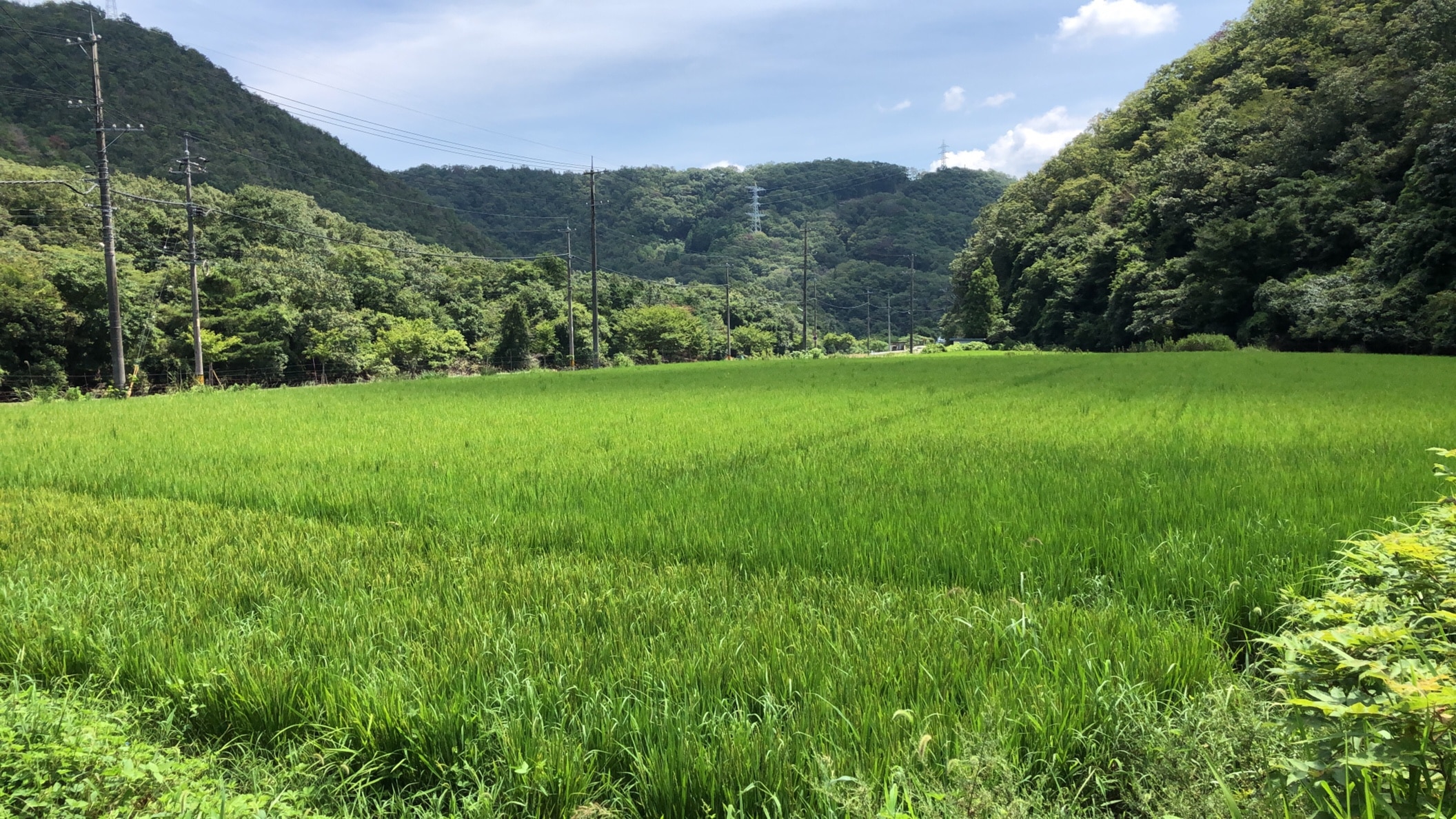 「農家直送」玄米 姫ごのみ 5㎏ 令和７年産 [松石農園] 宅配 玄米5㎏
