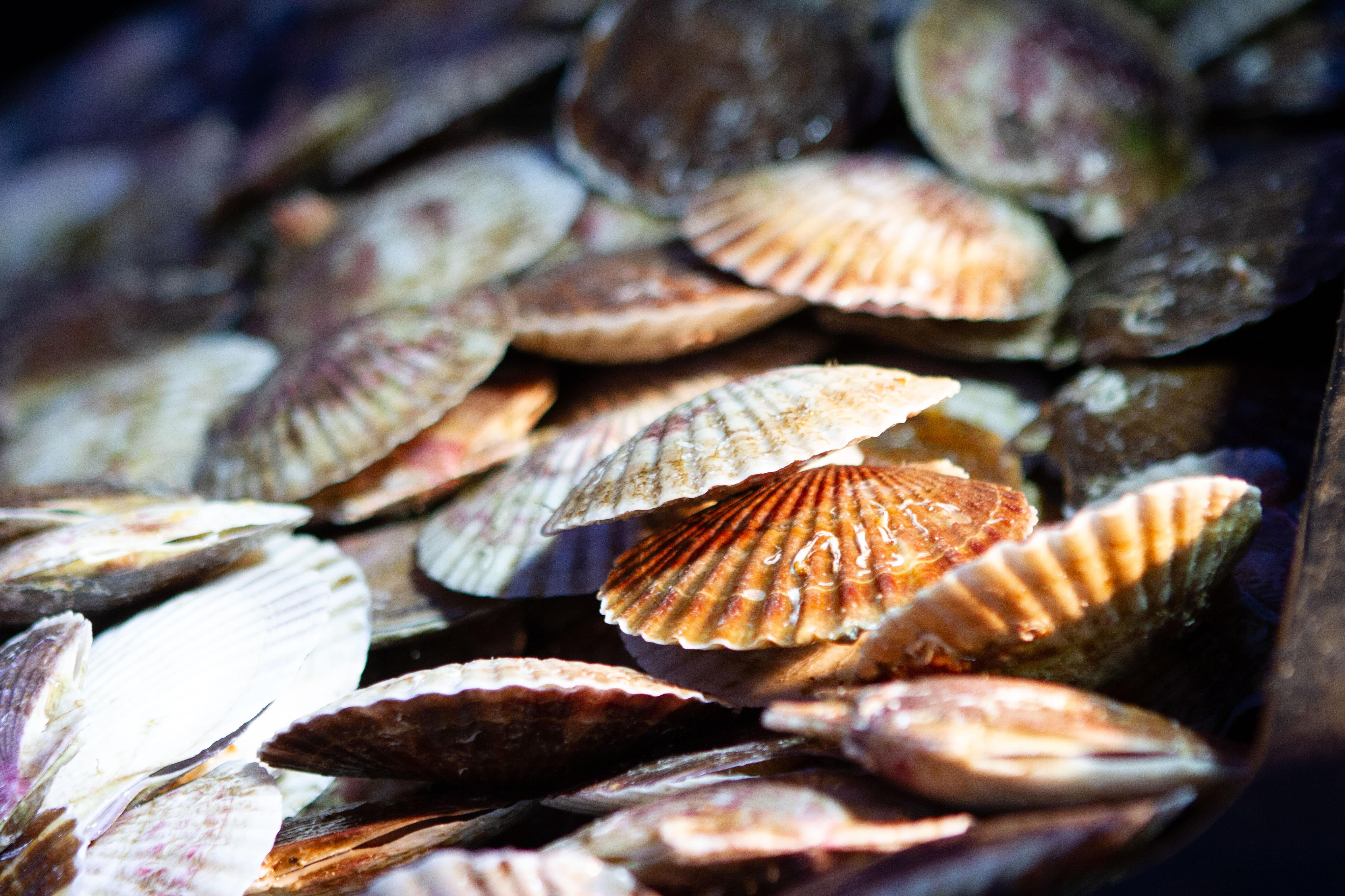 J133 北海道産 冷凍ホタテ片貝（加熱用）Mサイズ10枚[株式会社ワイエス海商] 宅配 Mサイズ