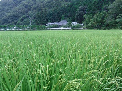 「農家直送」胚芽米 姫ごのみ 20㎏ 令和７年産 [松石農園] 宅配 胚芽米20㎏