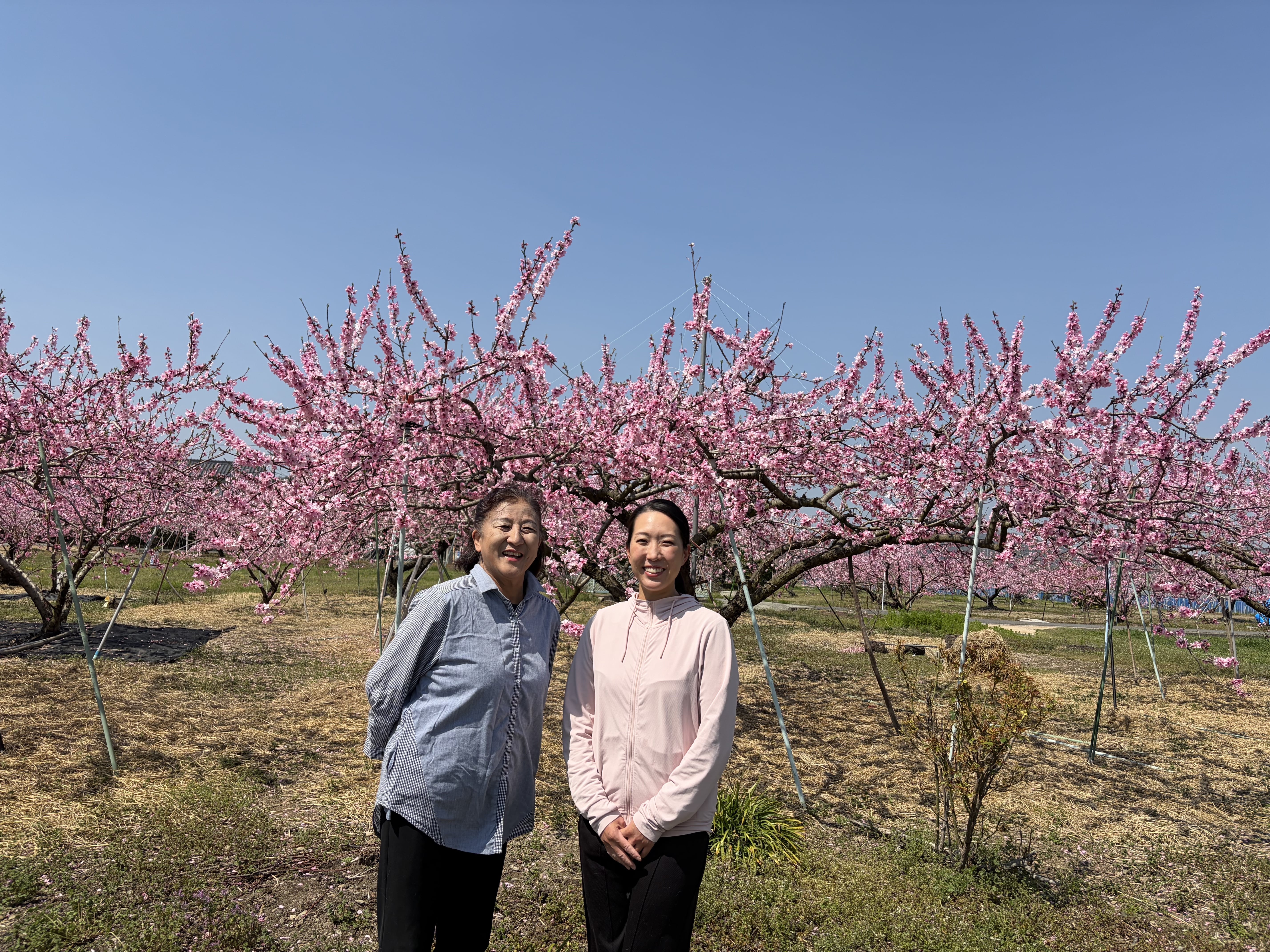 親子でCAから桃農家に転身しました