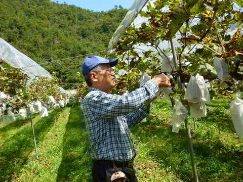 「農家直送」ニューピオーネ4㎏箱 ※6房～8房程度 8月中旬以降発送予定 岡山県和気町産 [松石農園] 宅配 4㎏箱