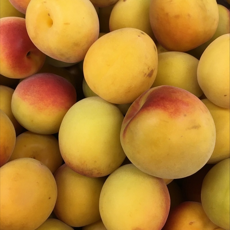 紀州南高梅使用