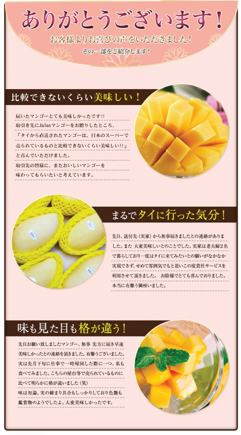 タイ産マンゴー 約 3Kg (6 個 ~ 9個入り) JALUXマンゴー(マハチャノック)6/18-6/20頃お届け(タイからJAL便で産地直送) 宅配 マンゴー(マハチャノック)約 3Kg (6 個 ~9個入り)