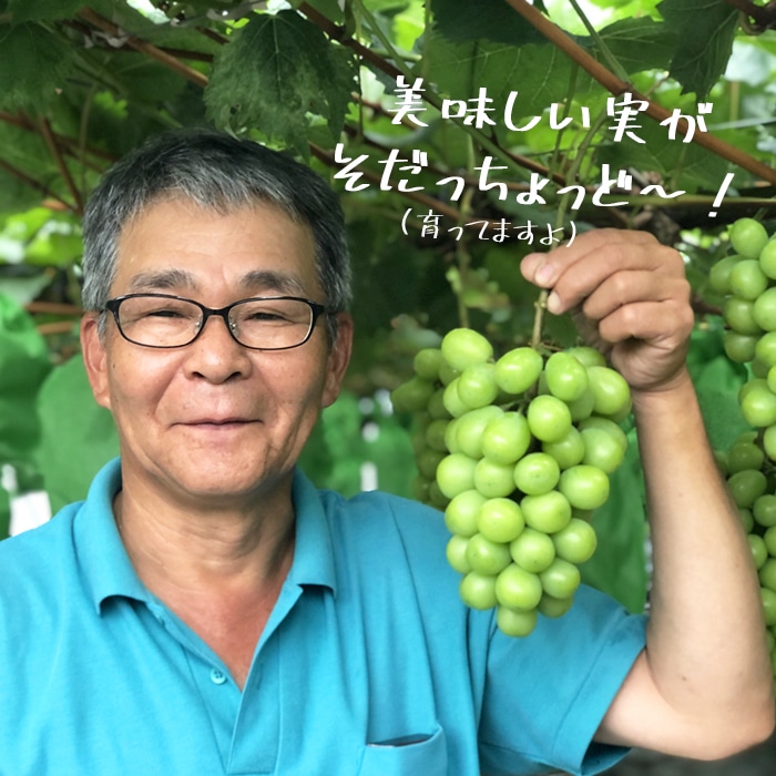 シャインマスカット2kg鹿児島県産[2026年８月出荷 予約受付]「薩摩川内市観光物産協会」 宅配 2㎏(2～6房)