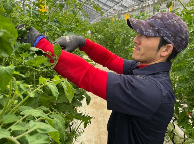 Premium濃厚トマト果汁[株式会社グランパークせとうち農園]