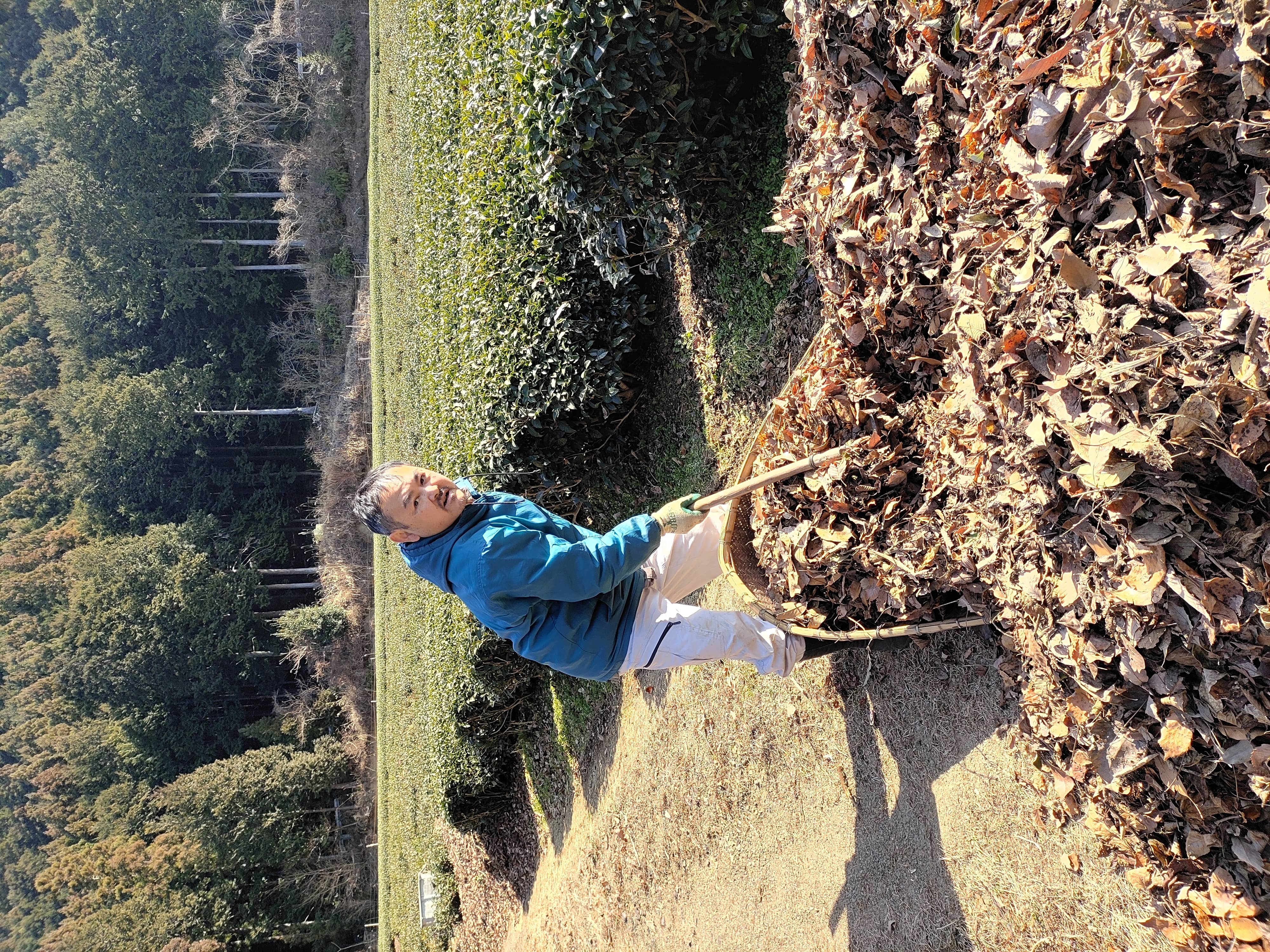 特別栽培茶春野の茶 [有限会社山智農園] 宅配 100g