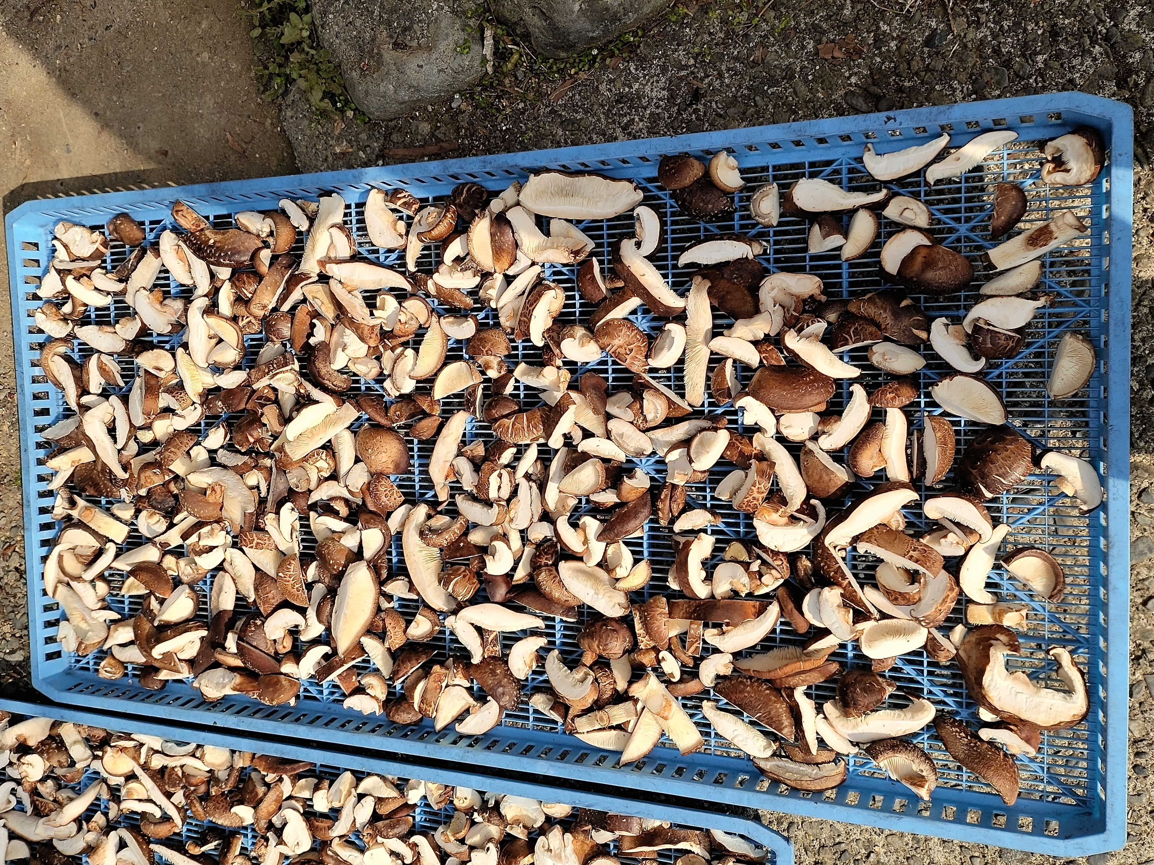 乾燥椎茸スライス [有限会社山智農園] 宅配 70ｇ