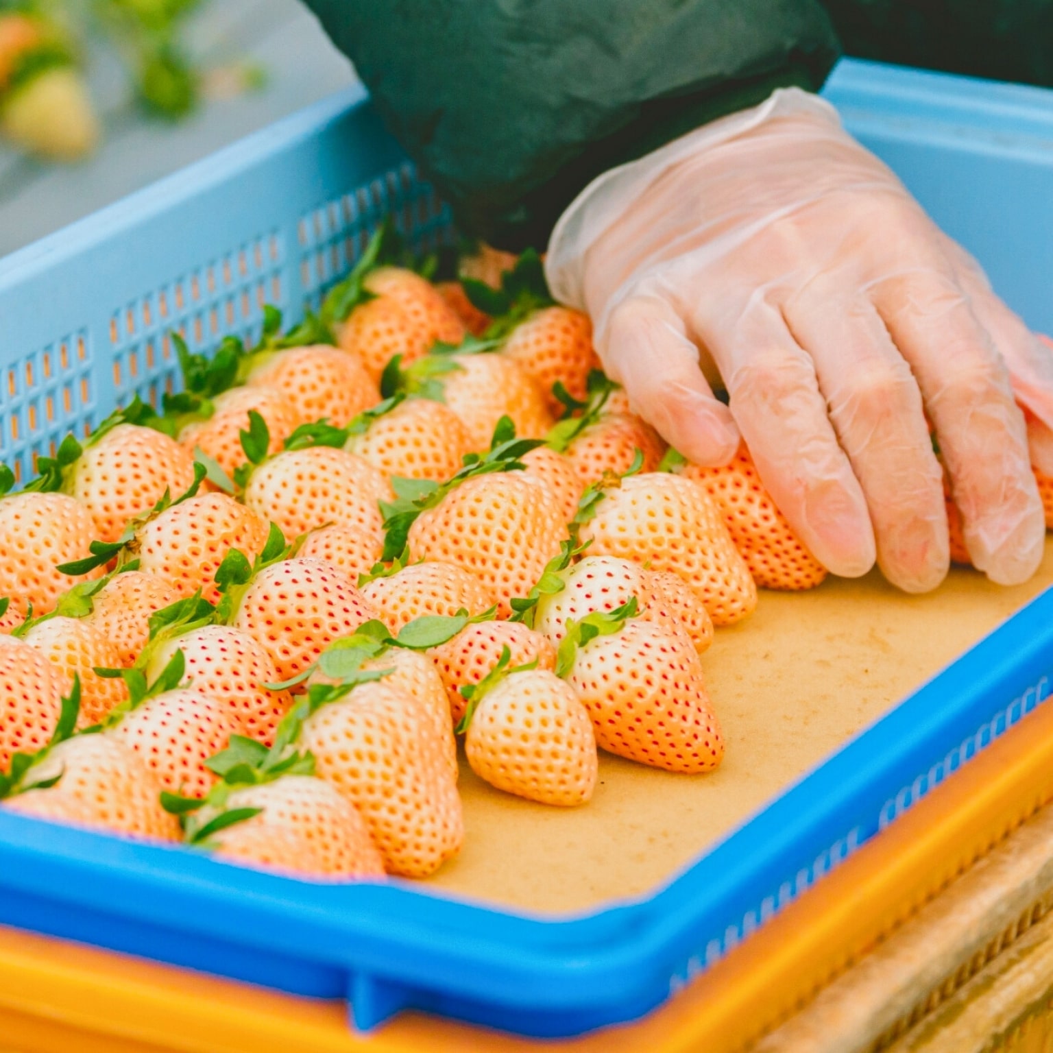 【お歳暮先行予約限定】雅乃苺 紅白セット-淡雪×ゆうべに- 380g【株式会社イチゴラス】 宅配