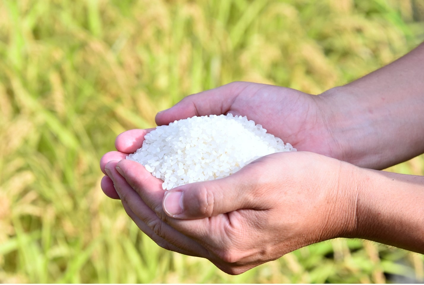 【羽田・成田発】JALお土産サービス「多古米」(千葉県)JAL国際線対象便ご搭乗者様限定! 宅配 6kg