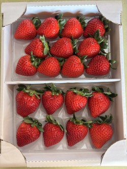 甘さ広がる吉見いちご!埼玉県吉見町産【あまりん】|1パック:8~11粒(260g以上)×2パック|株式会社横田農園【株式会社農協観光】 宅配