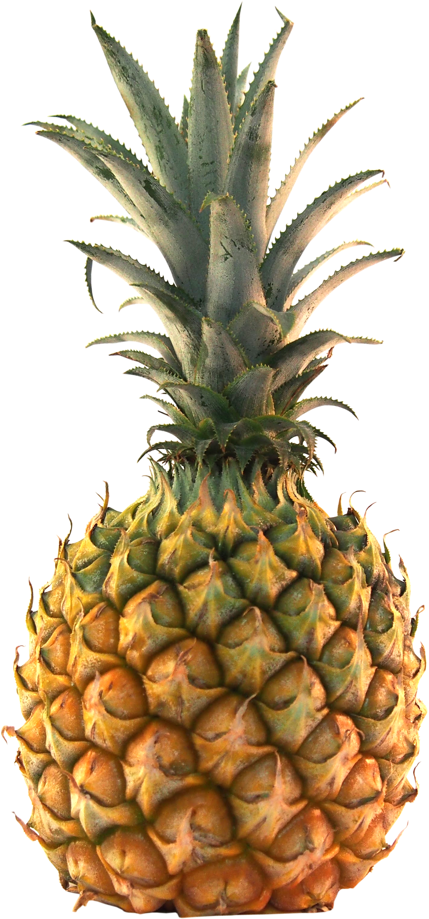 スナックパイン先方提供