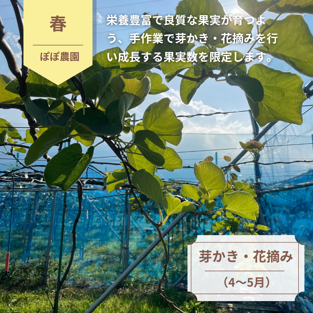 【予約販売】<10月下旬以降順次発送>4Lサイズ 約5個(約0.7kg) レインボーレッドキウイ 産地直送!〔追熟なし〕「ぽぽ農園」 宅配 4L