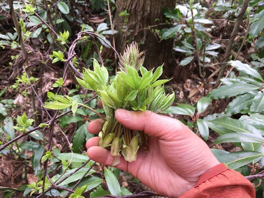 山菜の女王☆コシアブラの苗 大サイズ1点 天然物 山採り 無農薬 こしあぶらの木 園芸 - 植木、庭木